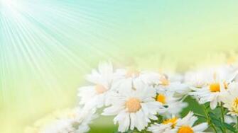 Vintage Flowers Wallpaper HD Pictures Live