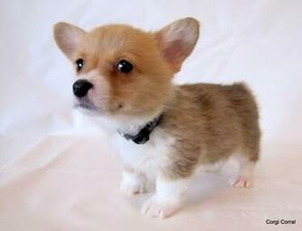 Cute Happy Puppy Corgi Ification