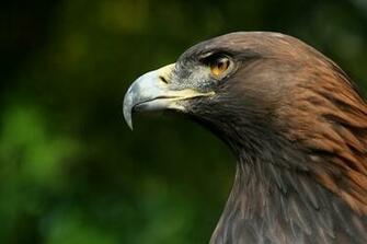 Bird Of Prey Wallpaper