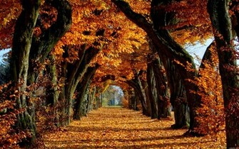 Fall Season HD Wallpaper