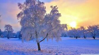 Landscapes Trees Winter Snow Sunset Sunrise HDr Wallpaper Background