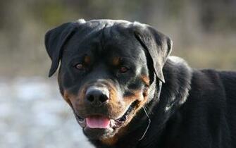 Rottweiler Puppies Wallpaper HD Background Hivewallpaper