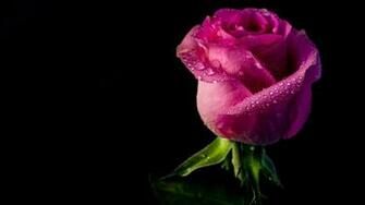 Rose Knospe Bl Tenbl Tter Wassertropfen Schwarzer