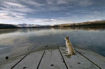 Dog Wallpaper Amazing Dogs Cute Image Fidelity Eyes
