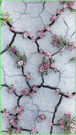 Follow Jasmyn Lanae For More Pins Background Flowers