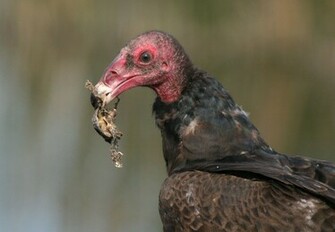 Turkey Vulture Sky HD Wallpaper