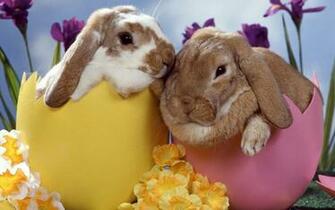 Bunny Rabbits Wallpaper