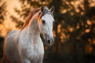 Bokeh Animal Horse HD Wallpaper