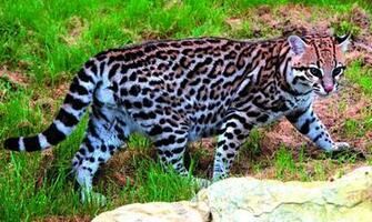 Ocelot HD Background