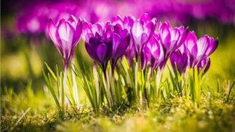 Crocus Flower With Grass Spring Wallpaper