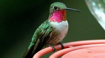 Animals Wild Birds Others Hummingbirds Of Arizona Wallpaper