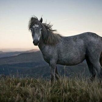 HD Grey Steed Wallpaper