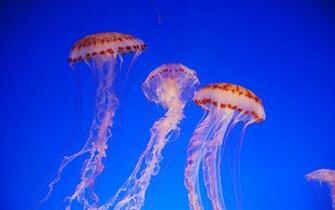 Jelly Computer Wallpaper Desktop Background Id
