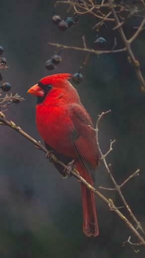 Wallpaper Cardinal Red Bird 4k Animals
