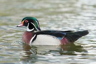 File Wood Duck St James S Park London April Jpg Wikipedia