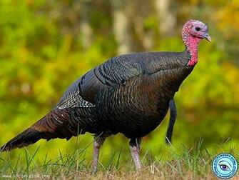 Wild Turkey Picture Wallpaper In Resolution