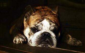 Bulldog Computer Wallpaper Desktop Background Id