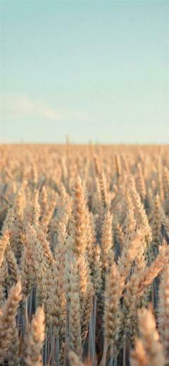 Nature Rye Field Farmland iPhone X Wallpaper Thebestwallpaper