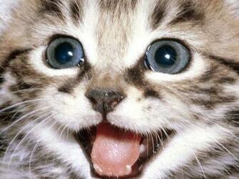 Cat Desktop Wallpaper Computer S