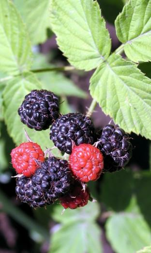 Blackberry HD Live Wallpaper For Android