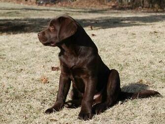 Chocolate Lab Wallpaper