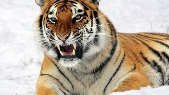 Tiger Full HD Wallpaper Background Screensavers
