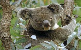 Koala Wallpapere Peisaje Desktop Poze Cu