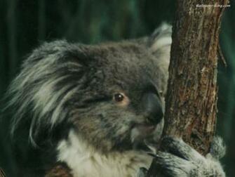 Cute Koala Bear Picture Wallpaper