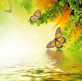 Image Monarch Butterfly Insects Butterflies Animals