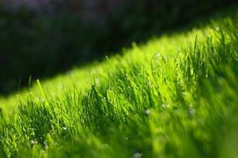 Amazing Green Grass Wallpaper Sa