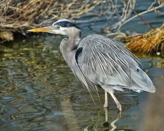 Great Blue Heron Photos Wallpaper The Fun Bank