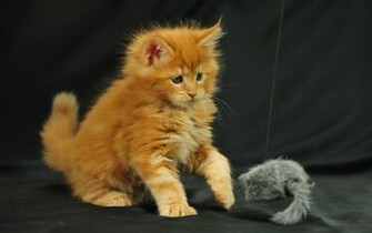 Pictures Lolcat Funny Cat Desktop Wallpaper Image Ocean Quoteko