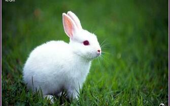Rabbit Wallpaper 1080p Wide Screen 2k 4k
