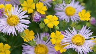 Chrysanthemum 1080p Flowers HD Wallpaper Source