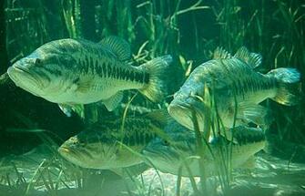 Welcome To The Home Of Prime Time Anglers