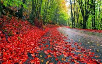 Rainy Autumn Wallpaper Hq Desktop