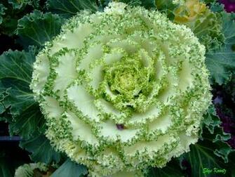 Cabbage Rose Wallpaper HD For Walls Mobile Phone Widescreen