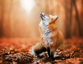 Foxes Image Red Fox In Autumn HD Wallpaper And Background Photos