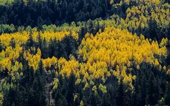 Autumn Trees Aspens Pines Spots Paints Colors From Above