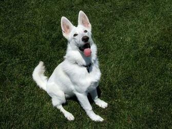 White German Shepherd