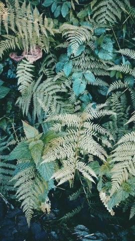 Fern Nature Huaweip20pro P20pro Turkey Wallpaper
