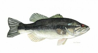 Largemouth Bass Wallpaper By