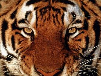 Tiger Face Wallpaper