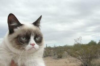 Pics Photos Posts Related Grumpy Cat Pictures Wallpaper