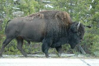 Windows Wallpaper Non Nude Bison