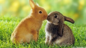 Rabbit Wallpaper Cute Baby Rabbits HD
