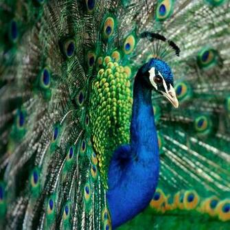 Animals Wallpaper HD Of Indian