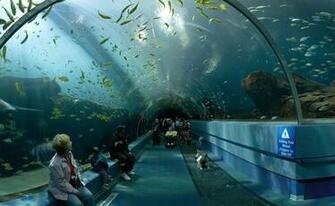 Awesome Georgia Aquarium Tourist Place In Atlanta United