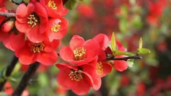 Flowering Stamen Branch Leaf Spring Full HD 1080p Background