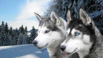 Husky Puppies Wallpaper HD Desktop Hivewallpaper
